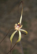 Caladenia chapmanii - Chapman's Spider Orchid
