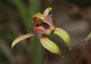 Caladenia discoidea - Dancing Spider Orchid