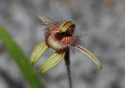 Caladenia discoidea - Dancing Spider orchid