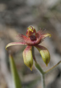 Caladenia discoidea - Dancing Spider Orchid