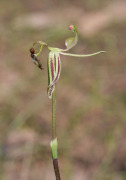 Caladenia drakeoides - Hinged Dragon Orchid