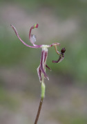 Caladenia drakeoides - Hinged Dragon Orchid