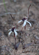 Caladenia drummondii - Winter Spider Orchid