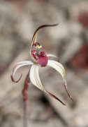 Caladenia drummondii - Winter Spider Orchid