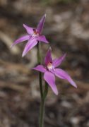 Caladenia latifolia - Pink Fairy Orchid