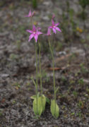 Caladenia latifolia - Pink Fairy Orchid
