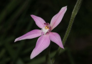 Caladenia latifolia - Pink Fairy