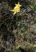 Caladenia flava subsp. maculata - Kalbarri Cowslip