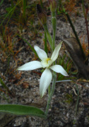 Caladenia marginata - White Fairy Orchid