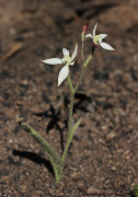 Caladenia marginata - White Fairy Orchid
