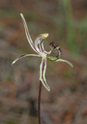 Caladenia mesocera - Narrow-lipped Dragon Orchid