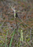 Caladenia mesocera - Narrow-lipped Dragon Orchid