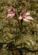 Caladenia nana subsp. nana - Pink Fan Orchid