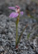 Caladenia nana subsp. nana - Little Pink Fan Orchid