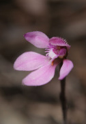 Caladenia nana subsp. nana - Pink Fan Orchid