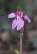 Caladenia nana subsp. nana - Little Pink Fan Orchid