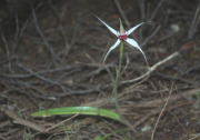 Caladenia nivalis - Exotic Spider Orchid