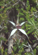 Caladenia nivalis - Exotic Spider Orchid