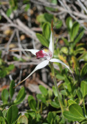 Caladenia nivalis - Exotic Spider Orchid