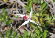 Caladenia nivalis - Exotic Spider Orchid