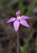 Caladenia reptans - Dwarf Pink Fairy Orchid