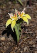 Caladenia flava subsp. 'late red' - Brookton Highway Cowslip