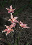Caladenia x spectabilis - Cowslip hybrid