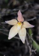Caladenia x spectabilis - Spectacular Spider Orchid