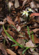 Caladenia flava subsp. sylvestris - Karri Cowslip