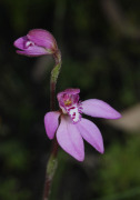 Caladenia nana subsp. unita - Pink Fan Orchid