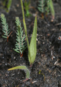 Caladenia nana subsp. unita