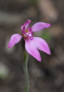 Caladenia nana subsp. unita - Pink Fan Orchid