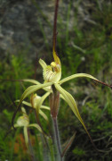 Caladenia xantha - Primrose Spider Orchid