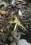 Caladenia xantha - Primrose Spider Orchid