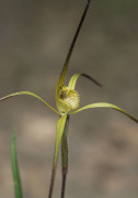 Caladenia xantha - Primrose Spider Orchid
