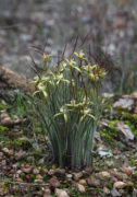 Caladenia xantha - Primrose Spider Orchid