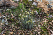 Caladenia xantha - Primrose Spider Orchid