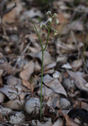 Prasophyllum parvifolium - Autumn Leek Orchid