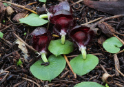 Corybas recurvus - Helmet Orchid