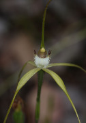 Caladenia pholcoidea - Albany Spider Orchid