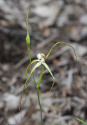 Caladenia pholcoidea - Albany Spider Orchid