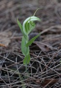 Pterostylis hamiltonii - Red-veined Shell Orchid