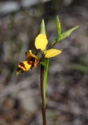 DIuris laxiflora - Bee Orchid