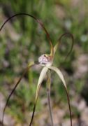 Caladenia nobilis - Noble Spider Orchid