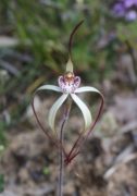 Caladenia nobilis - Noble Spider Orchid