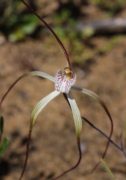 Caladenia nobilis - Noble Spider Orchid