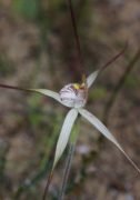 Caladenia nobilis - Noble Spider Orchid