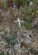 Caladenia nobilis - Noble Spider Orchid