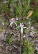 Caladenia nobilis - Noble Spider Orchid
