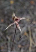 Caladenia wanosa - Kalbarri Spider Orchid